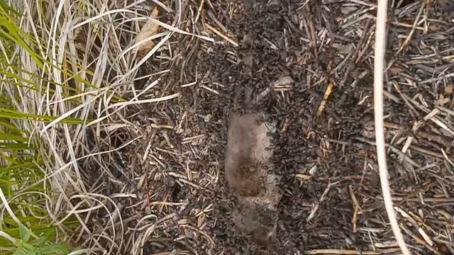 Муравьи и бурозубка смотреть онлайн