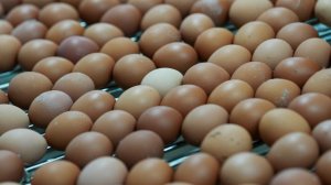 Опасный антибиотик нашли в продукции крупнейшей птицефабрики Ленобласти