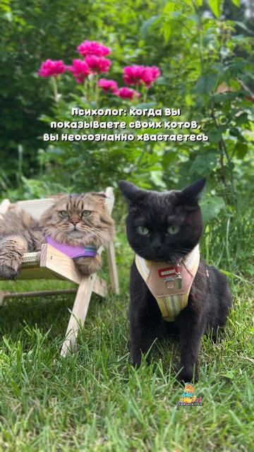 Конечно, осознанно!😁 #котики #юмор #жиза #животные