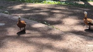 Уточки на прогулке / Царицыно