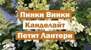Обзор метельчатых гортензий: ПИНКИ ВИНКИ, КАНДЕЛАЙТ, ПЕТИТ ЛАНТЕРН