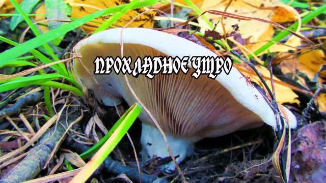 ПРОХЛАДНОЕ УТРО смотреть онлайн