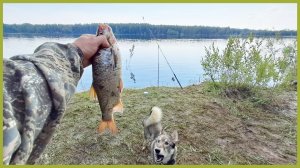 Рыбалка на донки. Лоси в воде.