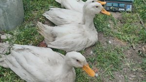Утка Агидель описание вес