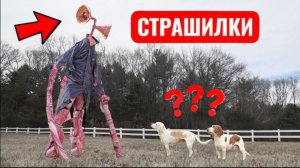 Собаки против ГИГАНТСКОГО Сиреноголового в реальной жизни: смешные собаки Меймо, Потпай и Инди