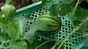 Арбузики 🍉 растём 💃💃
