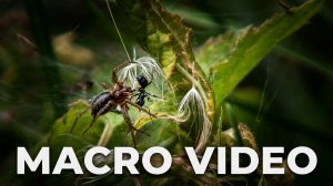 MACRO VIDEO