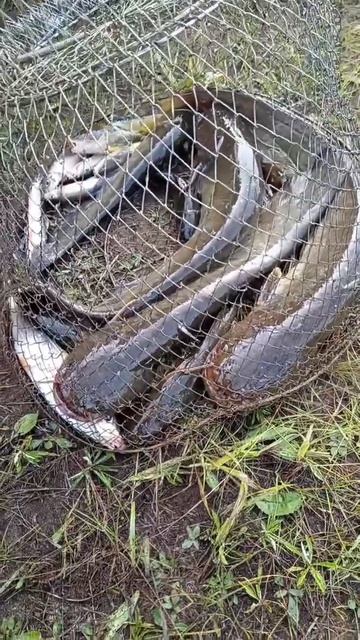 РЫБАЛКА МОИХ КОЛЛЕГ 🎣 смотреть онлайн