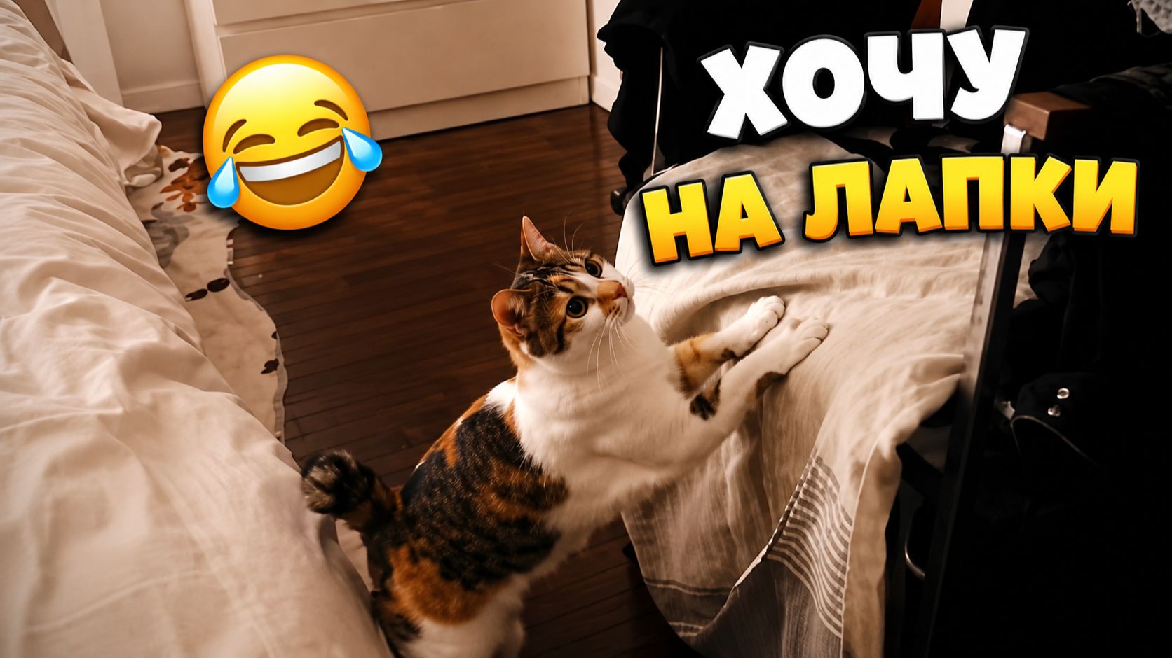 смешные коты