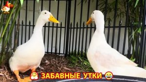 Забавные утки мускусные и пекинские на свободном выгуле со своими друзьями ч.(416) ❣️🤗😂