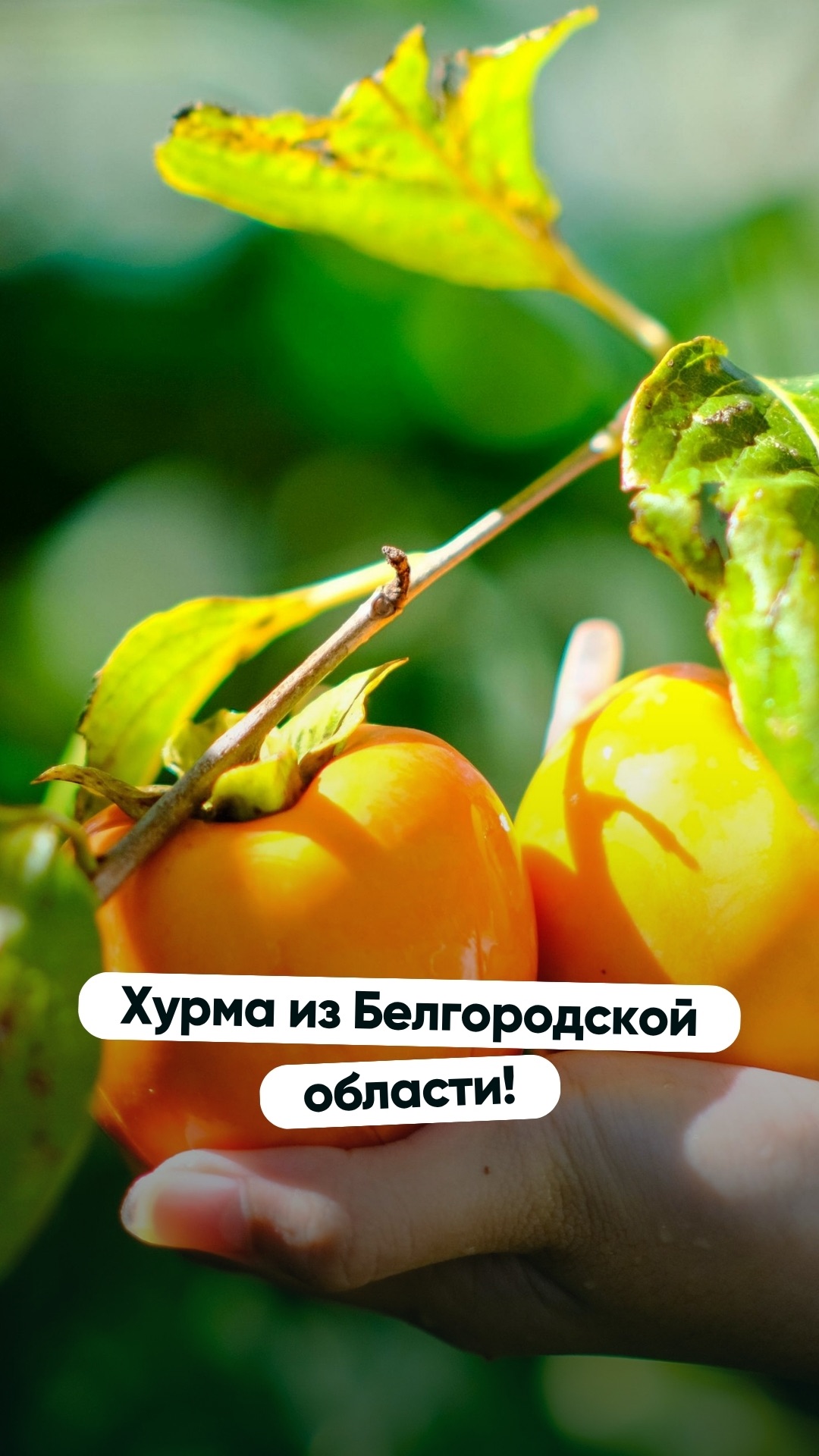 Хурма из Белгородской области!