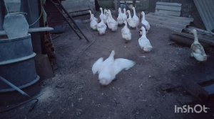 надо быстро налепить к  обеду🥟/срочно надо обработать🤷♀️ 🍇