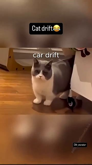 When your cat has no grip but full speed 😂 AWD is overrated My cat drifts with (1) смотреть онлайн