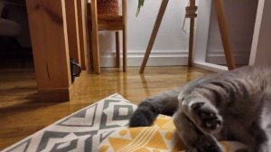 Истории милого кошачьего мяуканья ⚽🐈 Развлекайтесь с настоящим котенком #ПУШИСТЫЕ ЛАПКИ ИГ