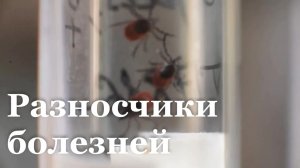 В ЛНР более 1200 человек обратились в больницы с укусами клещей
