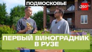 Руза — новая точка на винодельческой карте России. Как климат Подмосковья влияет на качество вин