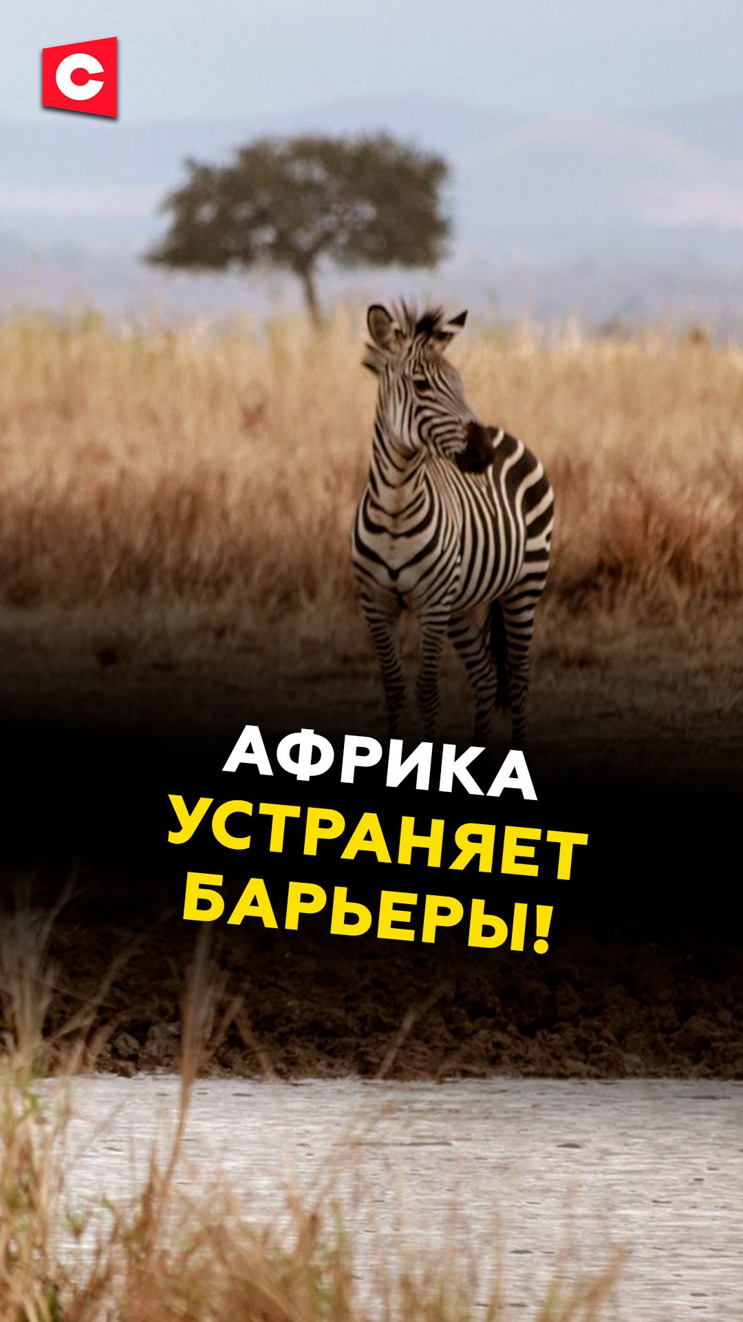 Африка хочет заработать на животноводстве!