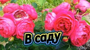 В саду цветы и на душе легко