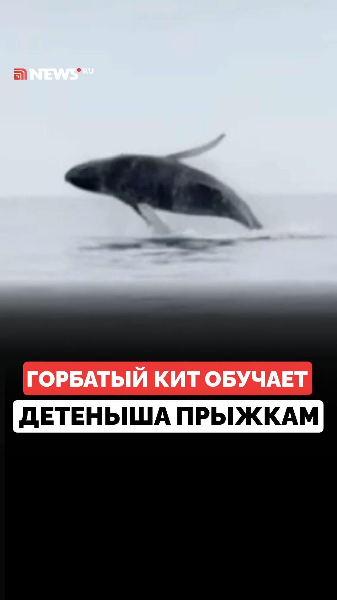Кит учит новорожденного детеныша прыжкам в Баренцевом море