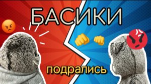 Басики подрались|Влог