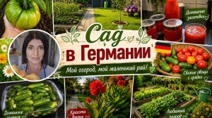 Vlog 🇩🇪 СОБИРАЮ УРОЖАЙ НА ДАЧЕ ОГУРЦОВ И ТОМАТОВ/МАЛОСОЛЬНЫЕ ОГУРЦЫ/Делаю Аджику
