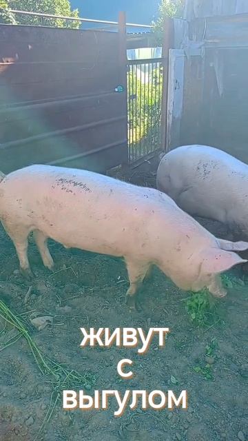 3,5 месяца назад уехали от меня поросята сосуны 22-07-2026