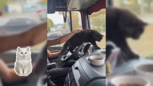 Коты -дальнобойщики.