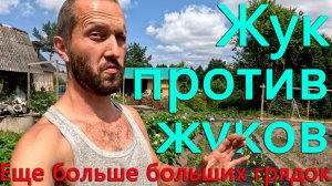 Боремся с колорадскими жуками жуком. Готовимся к следующему огородному сезону, делаем мега грядки.