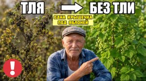 Муравьи на участке: одно народное средство решает навсегда!