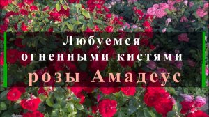 Любуемся огненными кистями розы Амадеус.