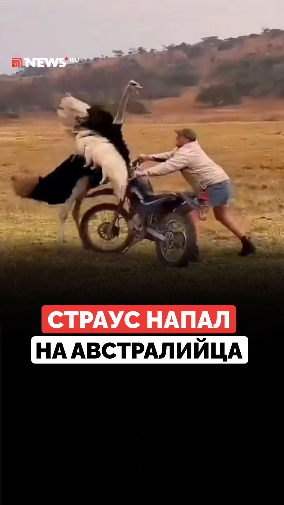 Страус набросился на мужчину в Австралии