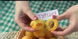 Сотрудники  ФГБУ «ВНИИКР» рассказали об истории возникновения абрикосов