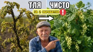 ТЛЯ исчезнет за 2 обработки - секрет колхозных агрономов 60-х годов