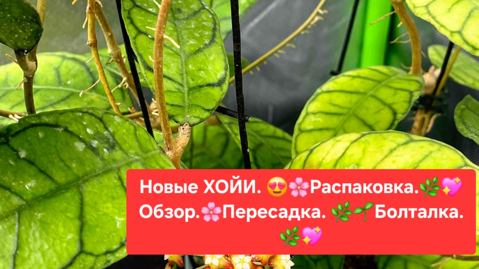 Новые ХОЙИ.🌷 Распаковка.🎁 Обзор.🌿 Пересадка. 🌼Болталка.😉🌸 смотреть онлайн
