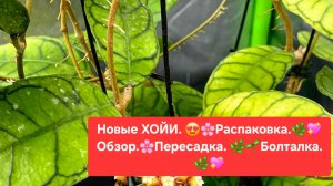 Новые ХОЙИ.🌷 Распаковка.🎁 Обзор.🌿 Пересадка. 🌼Болталка.😉🌸