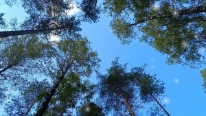 СКОЛЬКО ЛЕТ СУЖДЕНО ЛЮБИТЬ? НАКУКУЙ ,КУКУШКА!