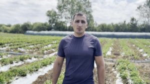Качество воды при выращивании земляники садовой