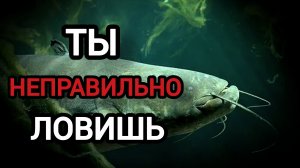 ТЫ НИКОГДА НЕ ПОЙМАЕШЬ ТРОФЕЙНОГО🏆 СОМА, как и 99% рыбаков! Как Поймать Сома Жарким Летом 🤔?