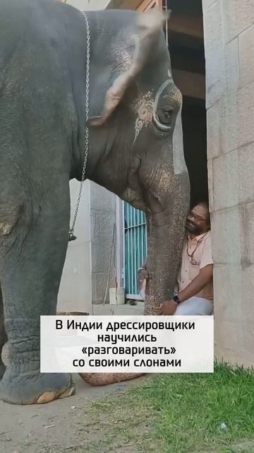 Слоны научились разговаривать с людьми