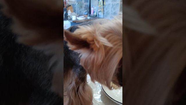 Нет, ну вы видели такую наглость. 🙀🤣/Телесериал "Рики-попрошайка" 🐶🤗 смотреть онлайн