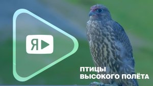 ПТИЦЫ ВЫСОКОГО ПОЛЁТА / Орнитологическая экспедиция стартовала из Нового Уренгоя на Ямбургское НГКМ