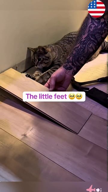 Smart Cats That Actually Help Their Owners#SmartCats #CutePets #FunnyAnimals(1) смотреть онлайн