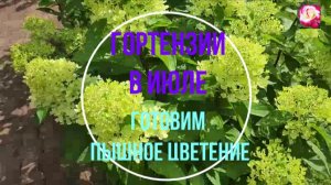 ГОРТЕНЗИИ В ИЮЛЕ. АГРОТЕХНИКА ДЛЯ ПЫШНОГО ЦВЕТЕНИЯ.