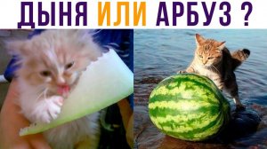 На чьей стороне ты?) Приколы