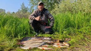 Щука окунь на спиннинг на красивой реке Вынгапур.