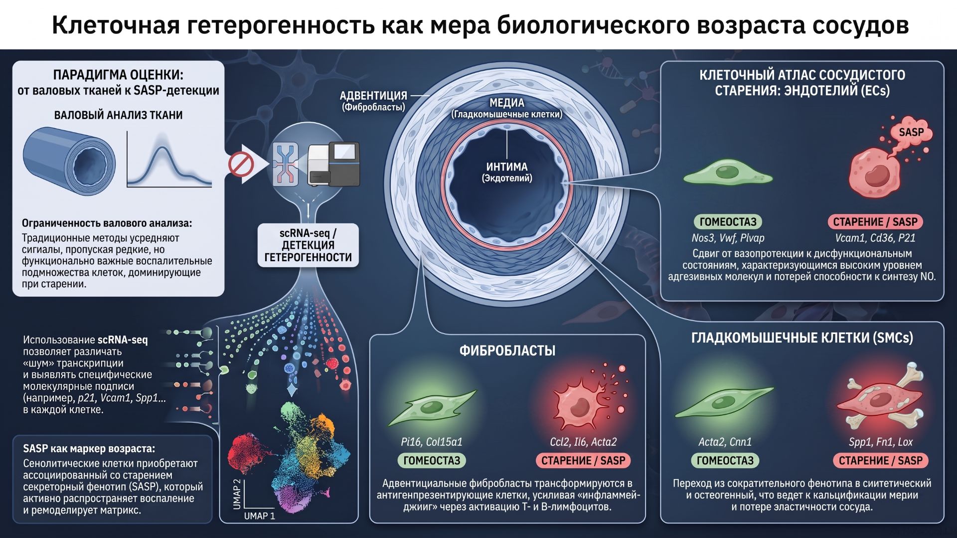 Гетерогенность сосудистого старения: от валового анализа тканей к прецизионным клеточным биомаркерам