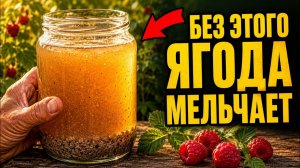 Малина в июле без ЭТОГО ягода мельчает, что бы вы ни делали