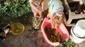 Хит сезона!!! Лучший рецепт засолки огурцов.