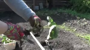 Размножение клубники после урожая.