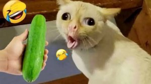 Самые смешные собаки и кошки 2026 года😼🐶Постарайся не засмеяться😜